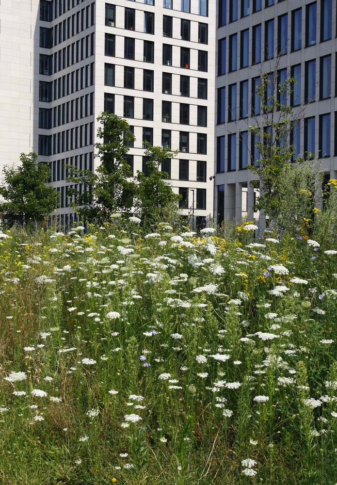 Wildflowers in an urban setting