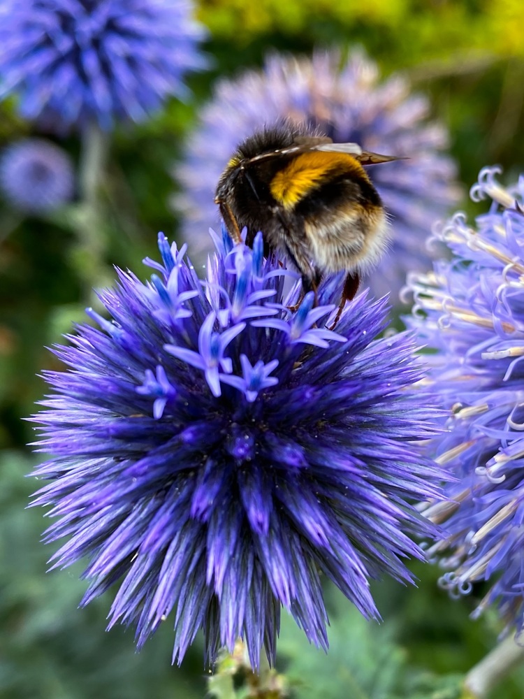 The Art of Mindful Beeing - webinar