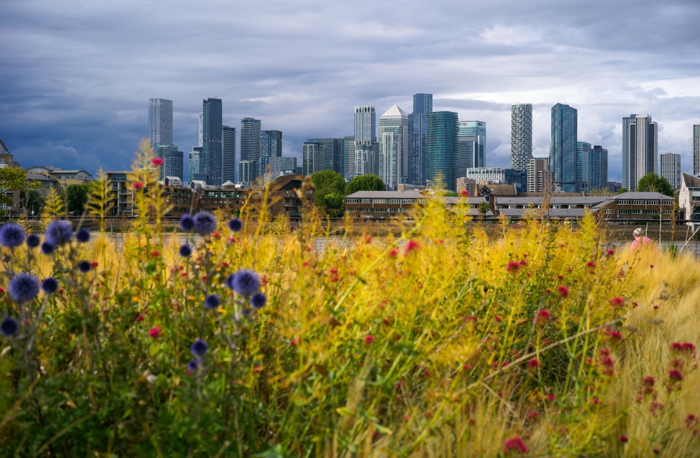 Wildflowers with a cityscape in the background