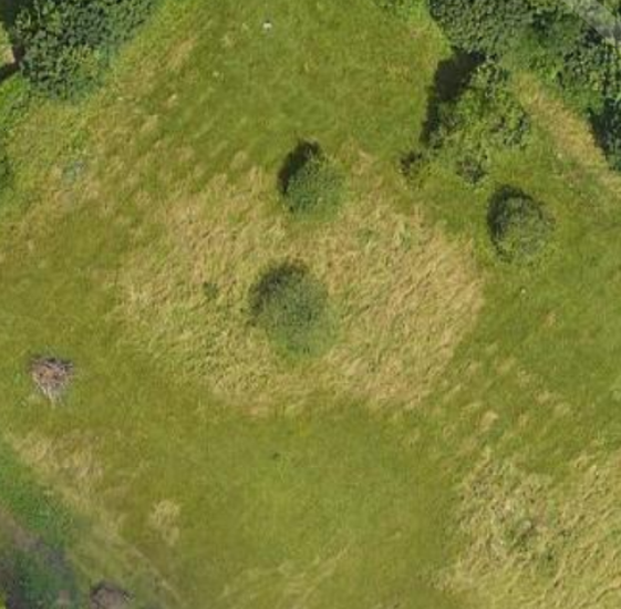 Aerial photo of grassy area, unmarked graves are clearly visible between bushes and trees asas lines of paler patches 
