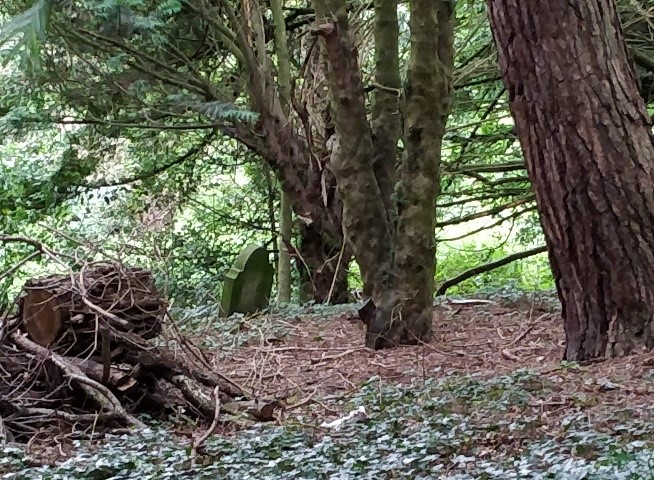 Headstone in woods